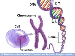 Nucleus - Organelles